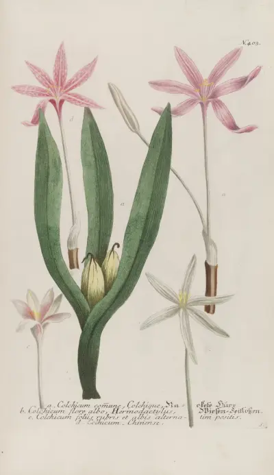Phytanthoza iconographia Pl.126 av Johann Wilhelm Weinmann