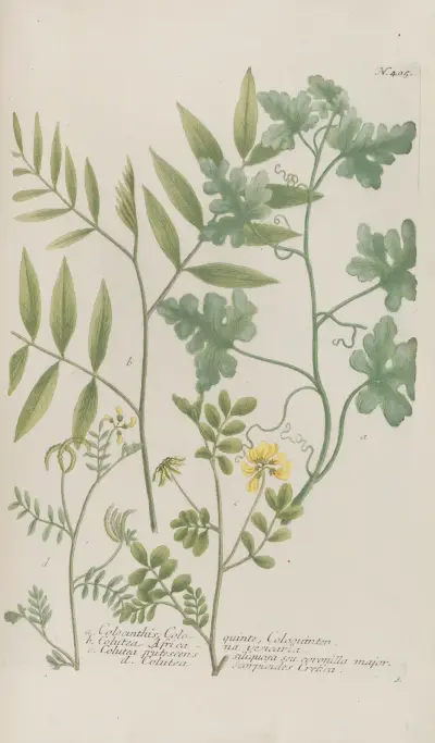 Phytanthoza iconographia Pl.128 av Johann Wilhelm Weinmann