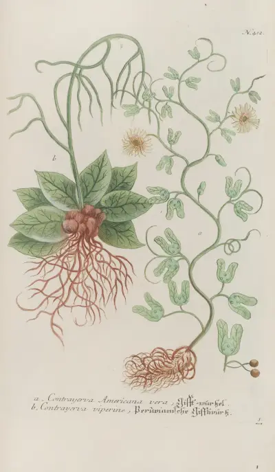 Phytanthoza iconographia Pl.135 av Johann Wilhelm Weinmann