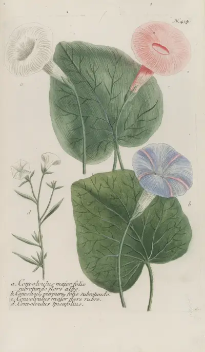 Phytanthoza iconographia Pl.137 av Johann Wilhelm Weinmann