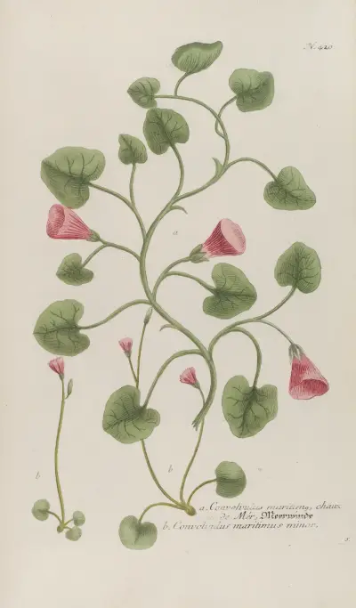 Phytanthoza iconographia Pl.143 av Johann Wilhelm Weinmann