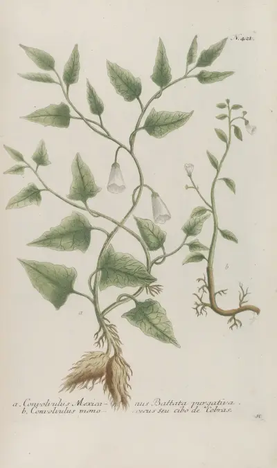Phytanthoza iconographia Pl.144 av Johann Wilhelm Weinmann