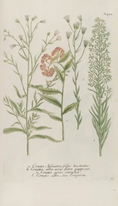 Phytanthoza iconographia Pl.145 av Johann Wilhelm Weinmann