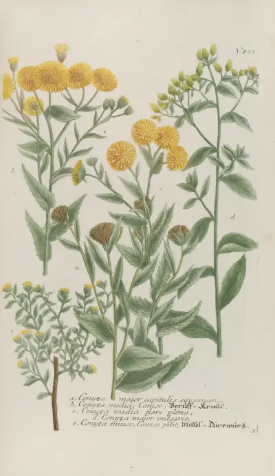 Phytanthoza iconographia Pl.146 av Johann Wilhelm Weinmann