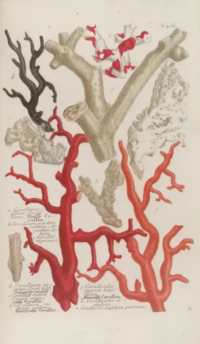 Phytanthoza iconographia Pl.149 av Johann Wilhelm Weinmann