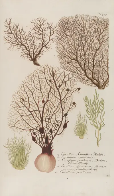 Phytanthoza iconographia Pl.150 av Johann Wilhelm Weinmann