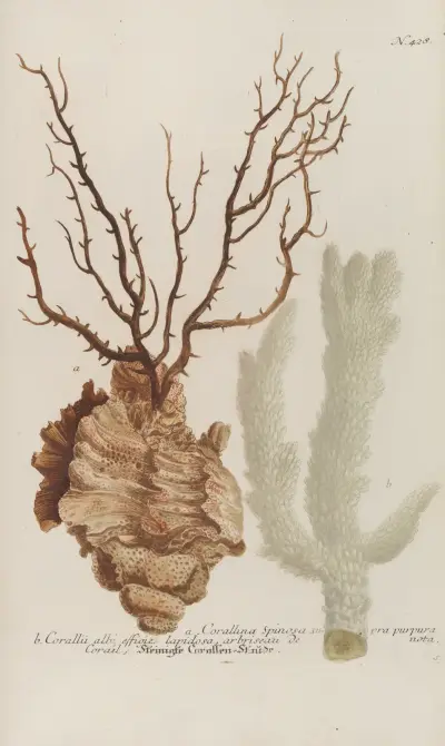 Phytanthoza iconographia Pl.151 av Johann Wilhelm Weinmann