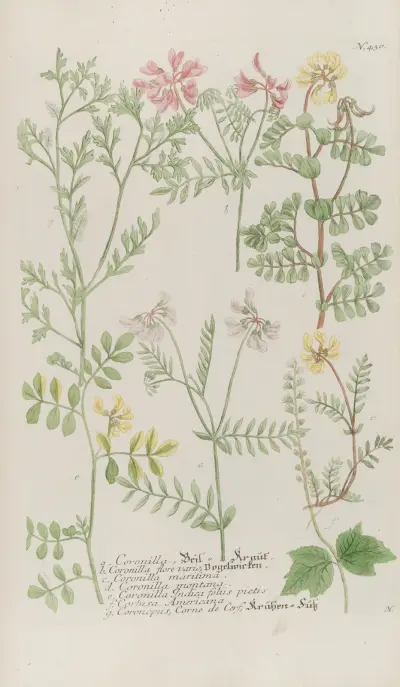 Phytanthoza iconographia Pl.153 av Johann Wilhelm Weinmann