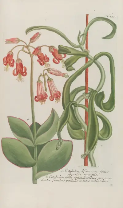 Phytanthoza iconographia Pl.156 av Johann Wilhelm Weinmann