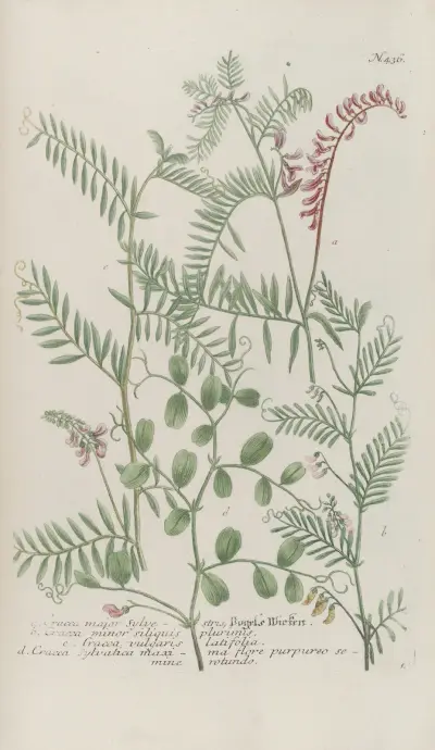 Phytanthoza iconographia Pl.159 av Johann Wilhelm Weinmann
