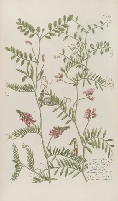 Phytanthoza iconographia Pl.160 av Johann Wilhelm Weinmann