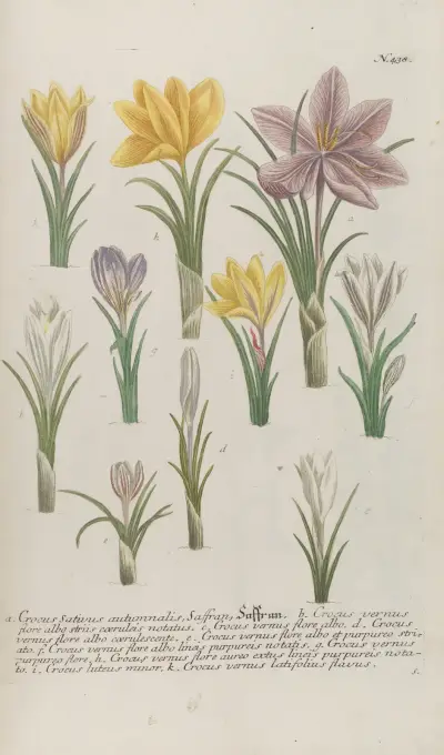 Phytanthoza iconographia Pl.161 av Johann Wilhelm Weinmann