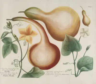 Phytanthoza iconographia Pl.165 av Johann Wilhelm Weinmann