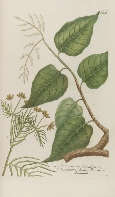 Phytanthoza iconographia Pl.170 av Johann Wilhelm Weinmann