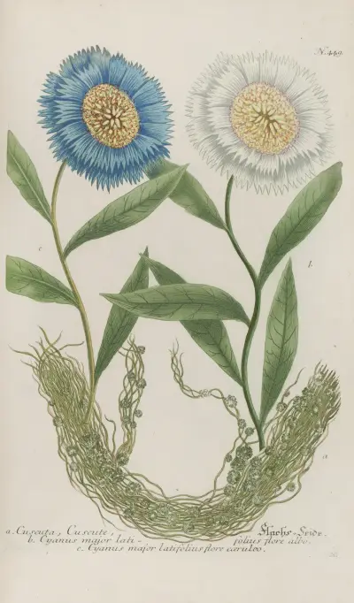 Phytanthoza iconographia Pl.172 av Johann Wilhelm Weinmann
