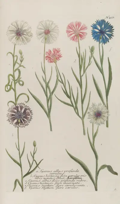Phytanthoza iconographia Pl.174 av Johann Wilhelm Weinmann
