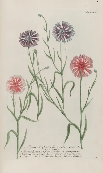 Phytanthoza iconographia Pl.175 av Johann Wilhelm Weinmann