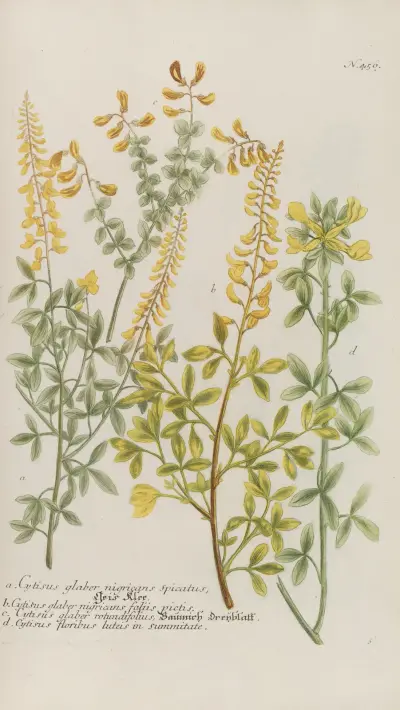 Phytanthoza iconographia Pl.179 av Johann Wilhelm Weinmann