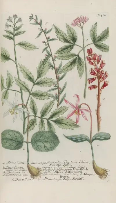 Phytanthoza iconographia Pl.183 av Johann Wilhelm Weinmann
