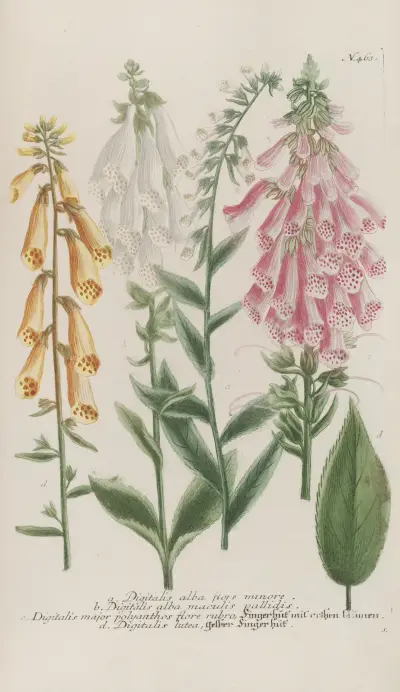 Phytanthoza iconographia Pl.186 av Johann Wilhelm Weinmann