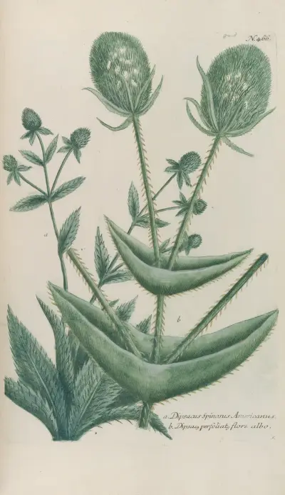 Phytanthoza iconographia Pl.189 av Johann Wilhelm Weinmann