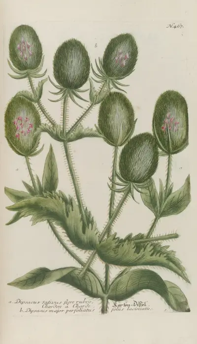 Phytanthoza iconographia Pl.190 av Johann Wilhelm Weinmann