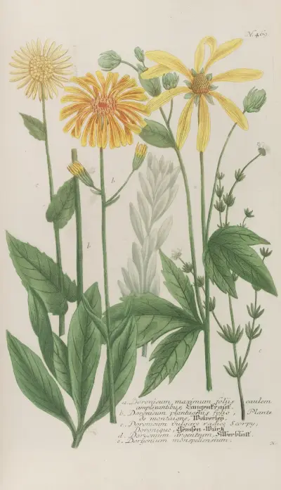 Phytanthoza iconographia Pl.192 av Johann Wilhelm Weinmann