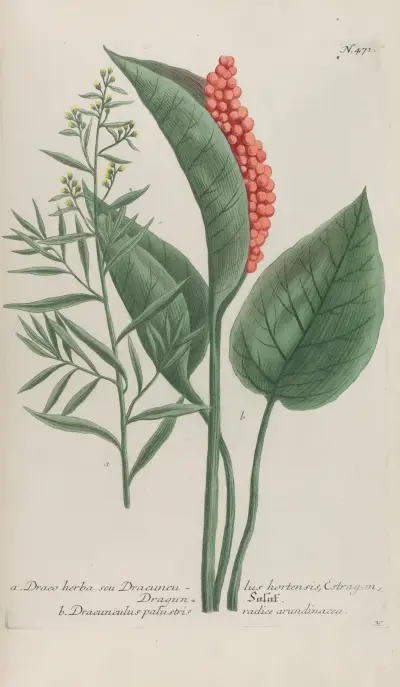 Phytanthoza iconographia Pl.194 av Johann Wilhelm Weinmann