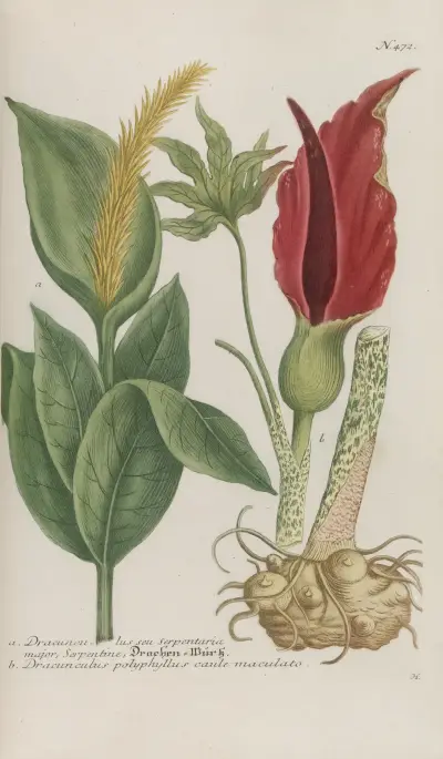 Phytanthoza iconographia Pl.195 av Johann Wilhelm Weinmann