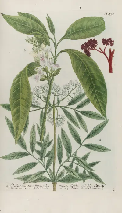 Phytanthoza iconographia Pl.196 av Johann Wilhelm Weinmann