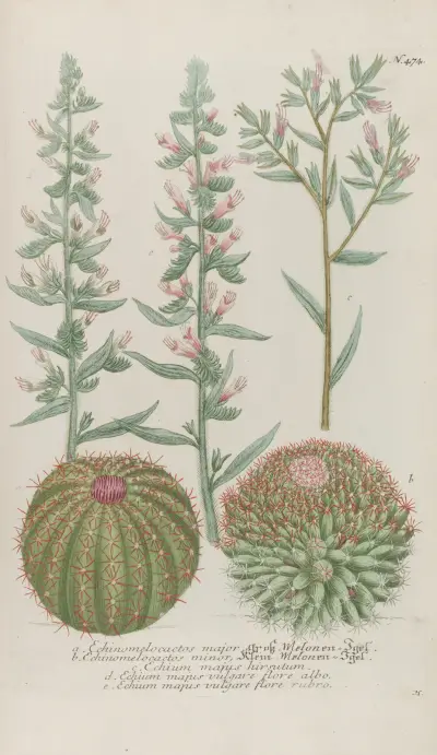 Phytanthoza iconographia Pl.197 av Johann Wilhelm Weinmann