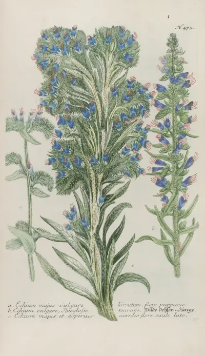 Phytanthoza iconographia Pl.198 av Johann Wilhelm Weinmann