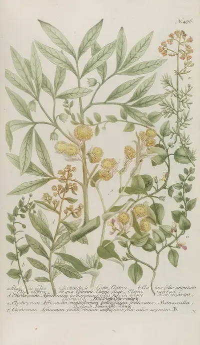 Phytanthoza iconographia Pl.199 av Johann Wilhelm Weinmann