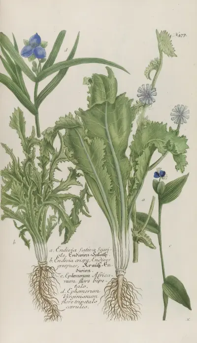 Phytanthoza iconographia Pl.200 av Johann Wilhelm Weinmann