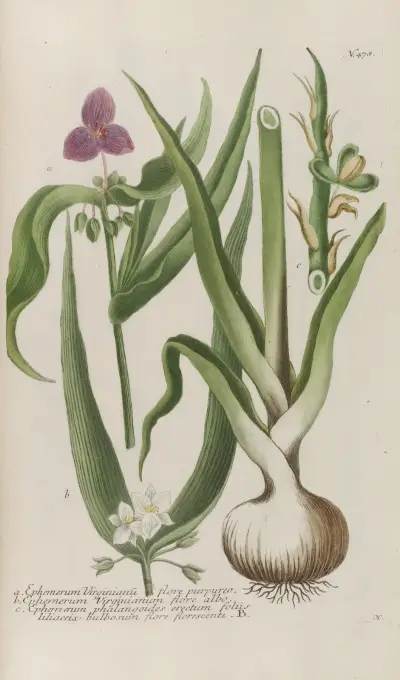 Phytanthoza iconographia Pl.201 av Johann Wilhelm Weinmann