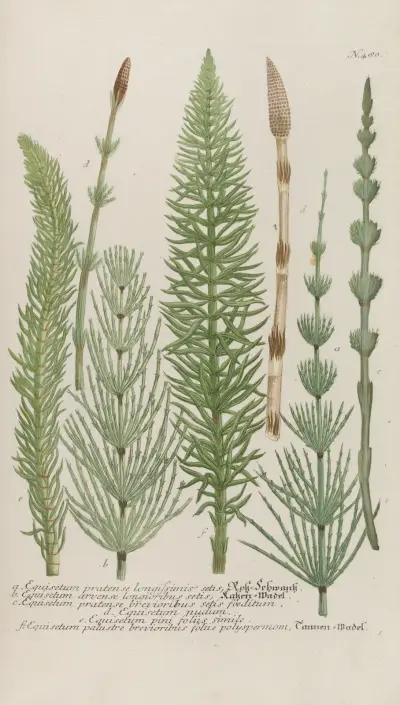 Phytanthoza iconographia Pl.203 av Johann Wilhelm Weinmann