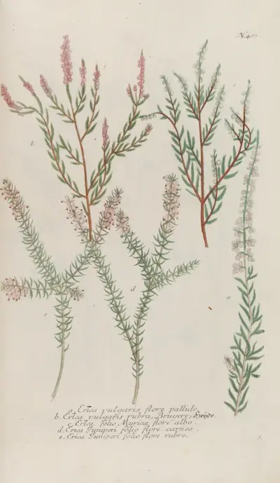 Phytanthoza iconographia pl. 204 av Johann Wilhelm Weinmann