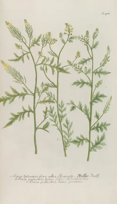 Phytanthoza iconographia Pl.205 av Johann Wilhelm Weinmann