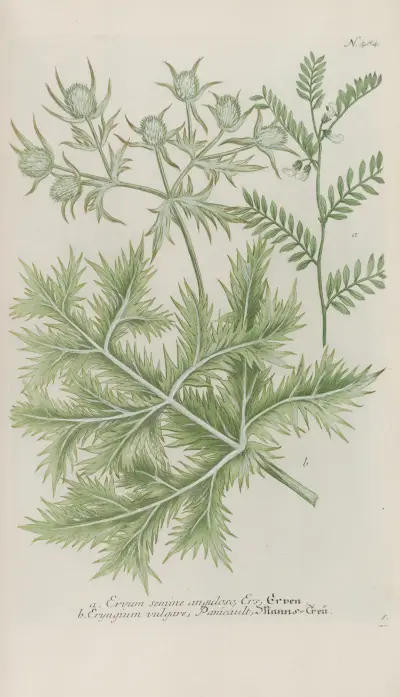 Phytanthoza iconographia Pl.207 av Johann Wilhelm Weinmann