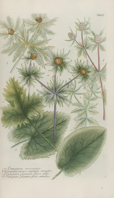 Phytanthoza iconographia Pl.208 av Johann Wilhelm Weinmann