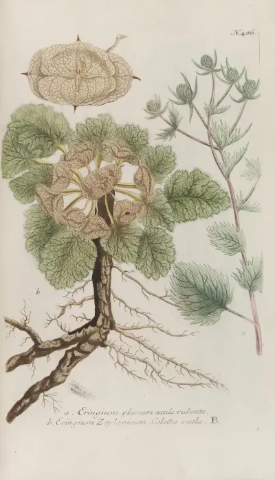 Phytanthoza iconographia Pl.209 av Johann Wilhelm Weinmann