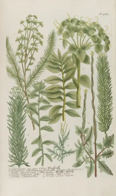 Phytanthoza iconographia Pl.210 av Johann Wilhelm Weinmann