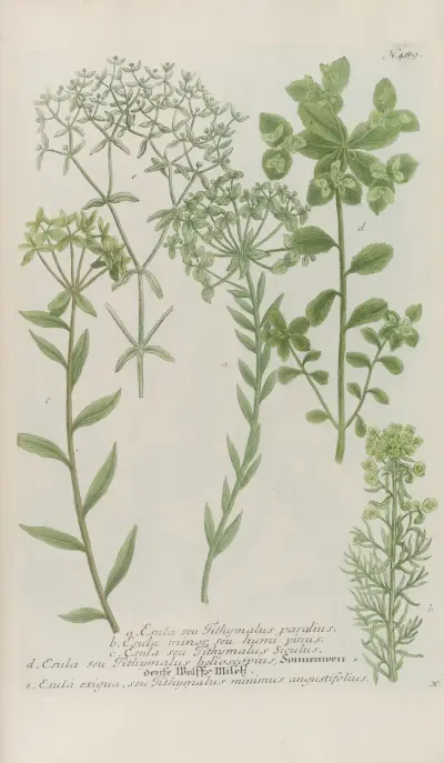 Phytanthoza iconographia Pl.212 av Johann Wilhelm Weinmann