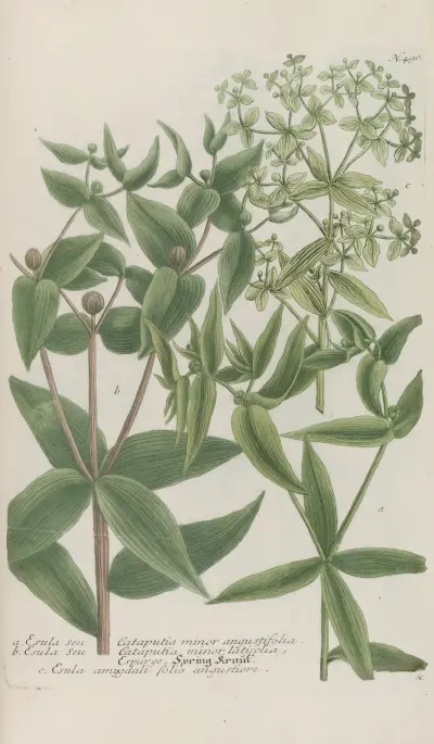 Phytanthoza iconographia Pl.213 av Johann Wilhelm Weinmann