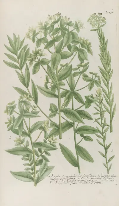 Phytanthoza iconographia Pl.214 av Johann Wilhelm Weinmann