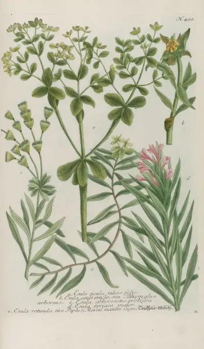 Phytanthoza iconographia Pl.215 av Johann Wilhelm Weinmann