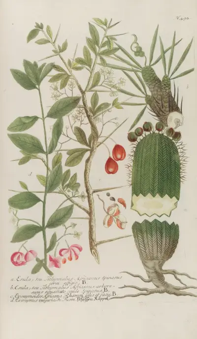 Phytanthoza iconographia Pl.217 av Johann Wilhelm Weinmann