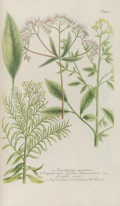 Phytanthoza iconographia Pl.218 av Johann Wilhelm Weinmann