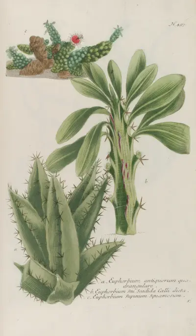 Phytanthoza iconographia Pl.220 av Johann Wilhelm Weinmann