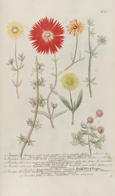 Phytanthoza iconographia Pl.228 av Johann Wilhelm Weinmann